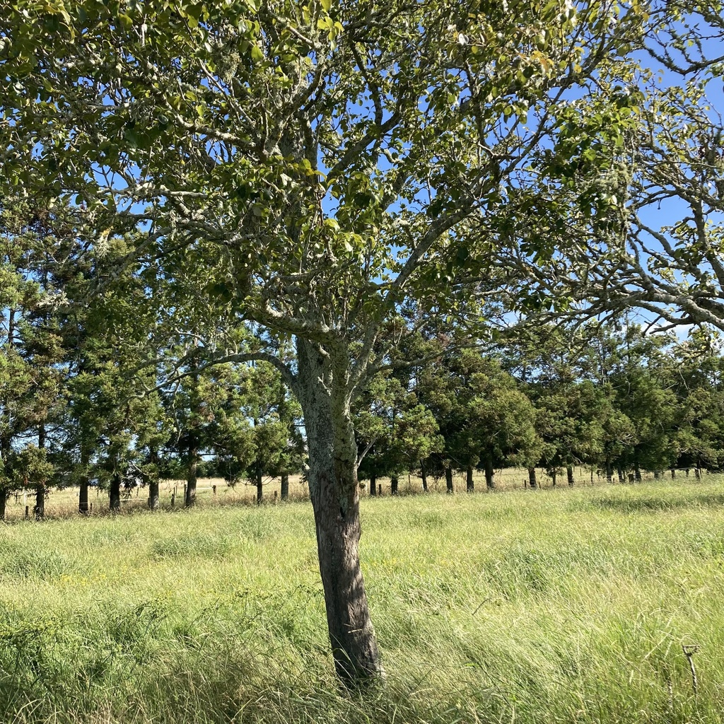 apple from Hauraki, Kerepehi, Waikato, NZ on December 29, 2021 at 0525