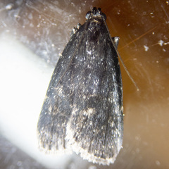 Stericta carbonalis