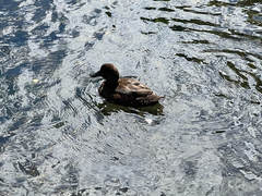 Aythya novaeseelandiae