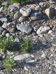 Boehmeria silvestrii