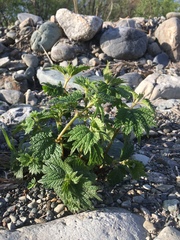 Boehmeria silvestrii