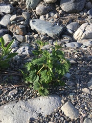 Boehmeria silvestrii