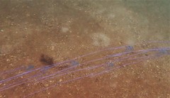 Alectis ciliaris