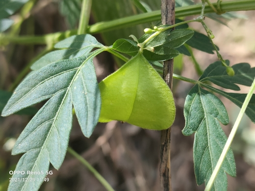 Balloon vine (Cardiospermum halicacabum)