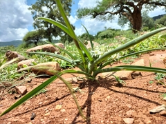 Albuca seineri