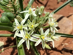 Albuca seineri