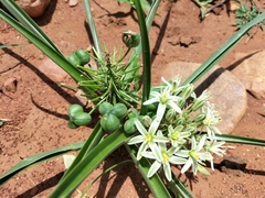 Albuca seineri