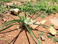Albuca seineri