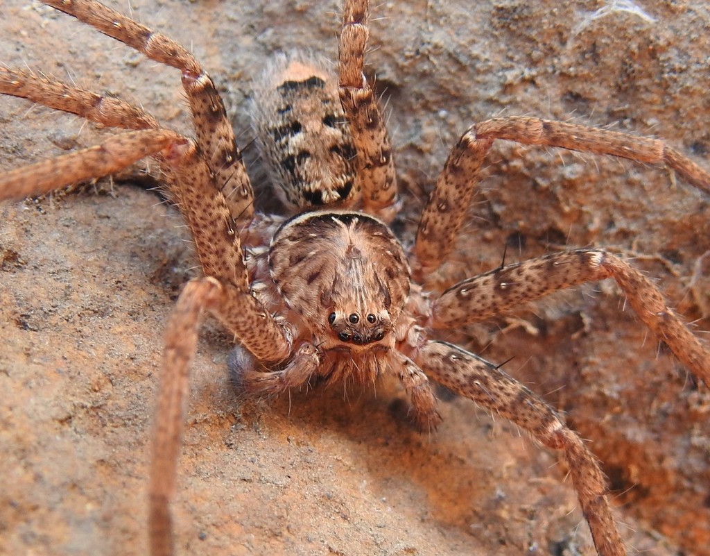 Giant Huntsman Spiders (Genus Heteropoda)  iNaturalist