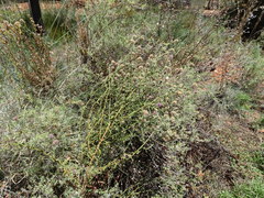 Pterocaulon sphacelatum