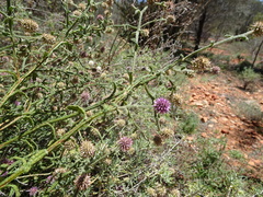 Pterocaulon sphacelatum