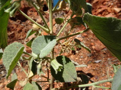 Abutilon otocarpum