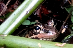 Lithobates taylori