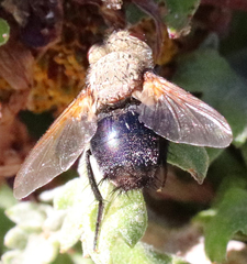 Archytas analis