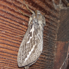 Abantiades atripalpis