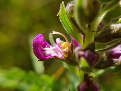 Teucrium daucoides