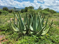 Aloe globuligemma