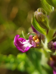 Teucrium daucoides