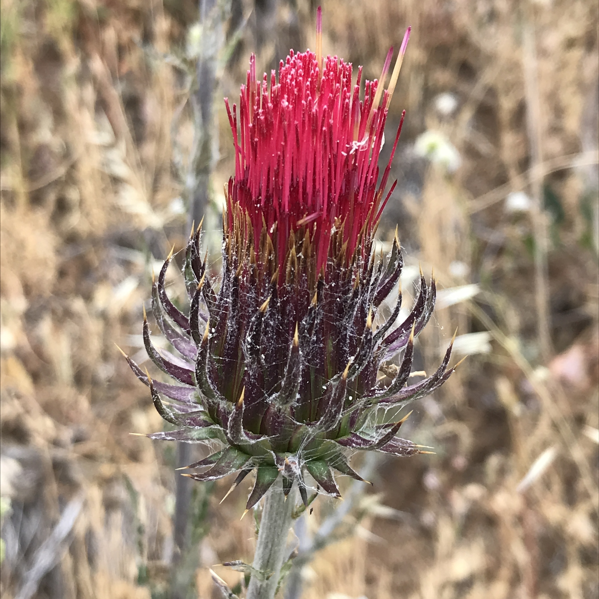 Cirsium occidentale var. venustum
