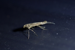 Conopomorpha cyanospila