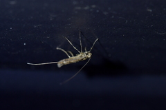 Conopomorpha cyanospila