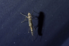 Conopomorpha cyanospila