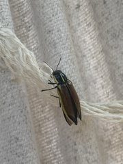Epistomentis pictus