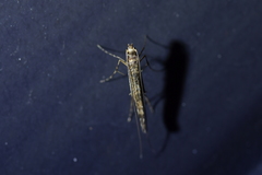 Conopomorpha cyanospila