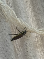 Epistomentis pictus
