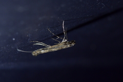 Conopomorpha cyanospila