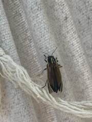 Epistomentis pictus