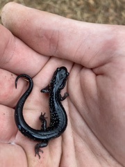 Plethodon glutinosus