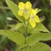 Fringed Loosestrife - Photo (c) Dan Mullen, some rights reserved (CC BY-NC-ND)