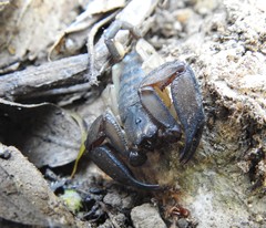 Hormurus waigiensis