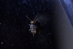 Wekamiris auropilosus