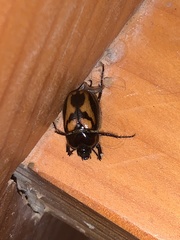 Oryctomorphus bimaculatus