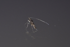 Conopomorpha cyanospila