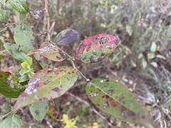 Vaccinium fuscatum image