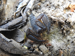 Hormurus waigiensis