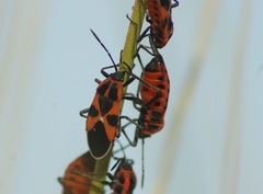 Tropidothorax leucopterus