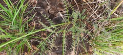 Swainsona procumbens