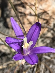 Brodiaea leptandra