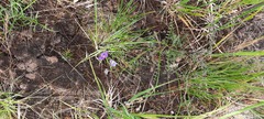 Swainsona procumbens