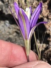 Brodiaea leptandra