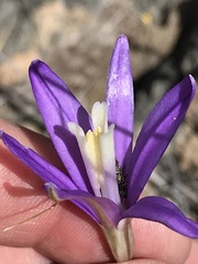 Brodiaea leptandra