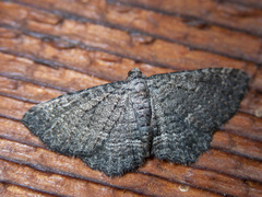 Chrysolarentia squamulata