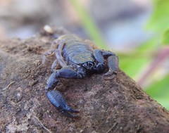 Hormurus waigiensis