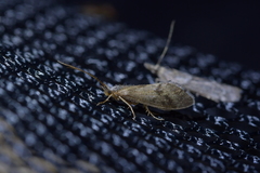 Pycnocentrodes aeris