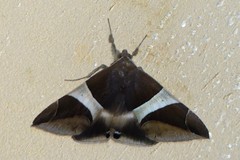 Bastilla crameri