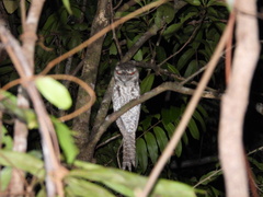 Podargus ocellatus marmoratus